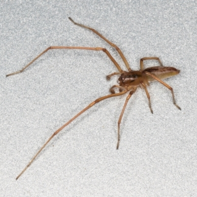 Cheiracanthium sp. (genus) (Unidentified Slender Sac Spider) at Melba, ACT - 25 Dec 2021 by kasiaaus