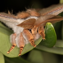 Opodiphthera helena (Helena Gum Moth) at Melba, ACT - 26 Dec 2021 by kasiaaus