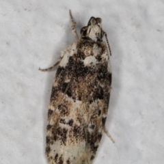 Ardozyga sodalisella (A Gelechioid moth) at Melba, ACT - 25 Dec 2021 by kasiaaus