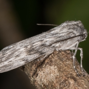 Capusa (genus) at Melba, ACT - 26 Dec 2021