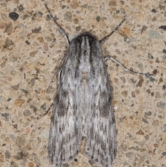 Capusa (genus) at Melba, ACT - 26 Dec 2021