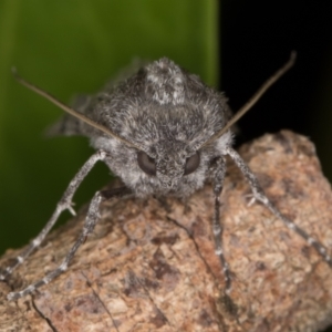 Capusa (genus) at Melba, ACT - 26 Dec 2021