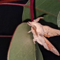 Unidentified Hawk moth (Sphingidae) at Thurgoona, NSW - 3 Feb 2022 by ChrisAllen
