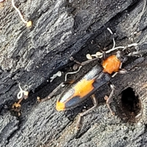 Copidita sloanei at Stromlo, ACT - 22 Feb 2022