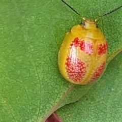 Paropsisterna fastidiosa (Eucalyptus leaf beetle) at Stromlo, ACT - 22 Feb 2022 by trevorpreston