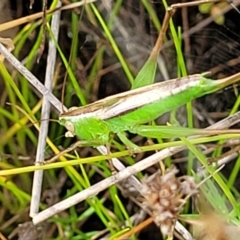Conocephalus semivittatus (Meadow katydid) at Stromlo, ACT - 22 Feb 2022 by trevorpreston