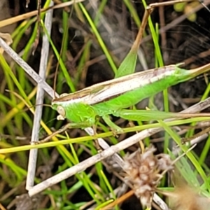 Conocephalus semivittatus at Stromlo, ACT - 22 Feb 2022