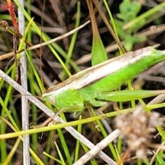 Conocephalus semivittatus at Stromlo, ACT - 22 Feb 2022