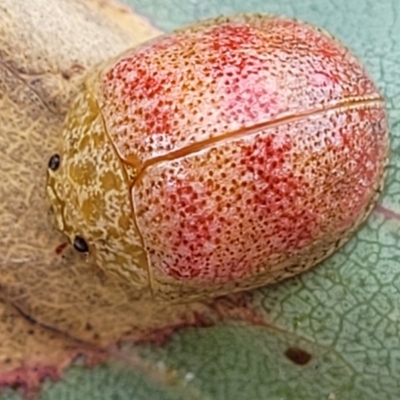 Paropsis obsoleta (Leaf beetle) at Stromlo, ACT - 22 Feb 2022 by trevorpreston