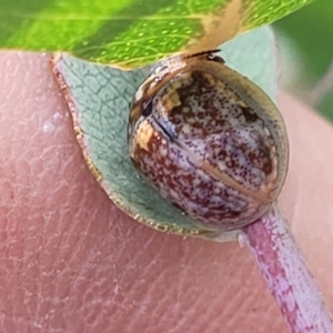 Paropsisterna m-fuscum at Stromlo, ACT - 22 Feb 2022