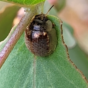 Paropsisterna m-fuscum at Stromlo, ACT - 22 Feb 2022