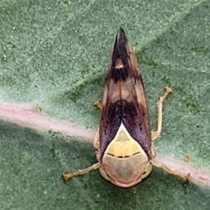 Brunotartessus fulvus at Stromlo, ACT - 22 Feb 2022