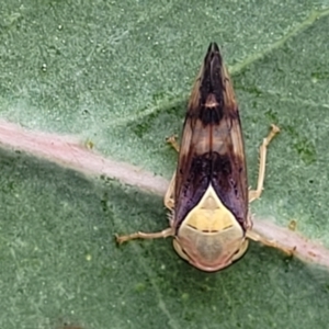 Brunotartessus fulvus at Stromlo, ACT - 22 Feb 2022