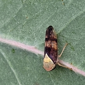 Brunotartessus fulvus at Stromlo, ACT - 22 Feb 2022 04:40 PM