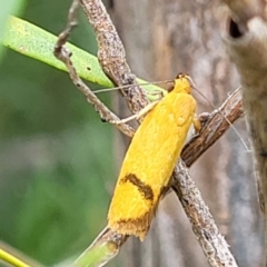 Plectobela undescribed species at Stromlo, ACT - 22 Feb 2022