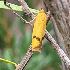 Plectobela undescribed species at Stromlo, ACT - 22 Feb 2022