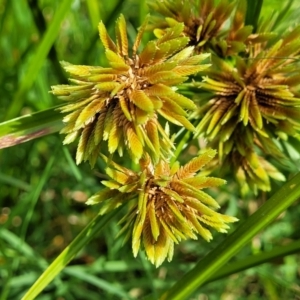 Cyperus eragrostis at Stromlo, ACT - 22 Feb 2022