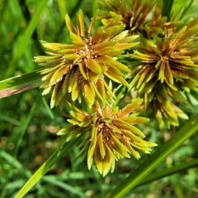 Cyperus eragrostis (Umbrella Sedge) at Stromlo, ACT - 22 Feb 2022 by tpreston