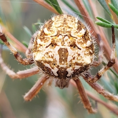 Backobourkia (genus) (An orb weaver) at Stromlo, ACT - 22 Feb 2022 by trevorpreston