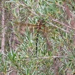 Synthemis eustalacta (Swamp Tigertail) at Stromlo, ACT - 22 Feb 2022 by trevorpreston