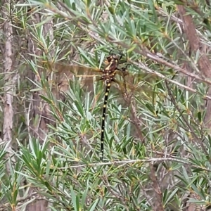 Synthemis eustalacta at Stromlo, ACT - 22 Feb 2022