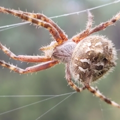 Backobourkia (genus) (An orb weaver) at Stromlo, ACT - 22 Feb 2022 by trevorpreston