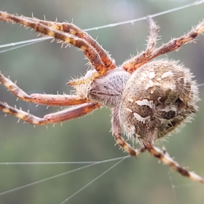 Backobourkia sp. (genus) (An orb weaver) at Stromlo, ACT - 22 Feb 2022 by trevorpreston