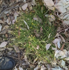 Calotis lappulacea (Yellow Burr Daisy) at West Wodonga, VIC - 21 Feb 2022 by ChrisAllen