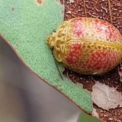 Paropsisterna fastidiosa (Eucalyptus leaf beetle) at Stromlo, ACT - 22 Feb 2022 by trevorpreston