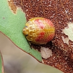 Paropsisterna fastidiosa at Stromlo, ACT - 22 Feb 2022