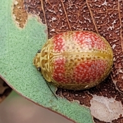 Paropsisterna fastidiosa at Stromlo, ACT - 22 Feb 2022