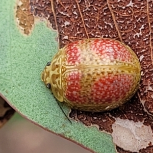 Paropsisterna fastidiosa at Stromlo, ACT - 22 Feb 2022