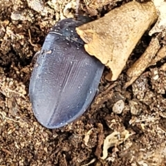 Pterohelaeus planus at Stromlo, ACT - 22 Feb 2022