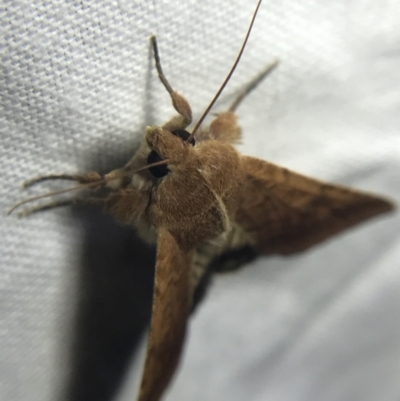 Helicoverpa armigera (Cotton bollworm, Corn earworm) at Garran, ACT - 20 Feb 2022 by Tapirlord