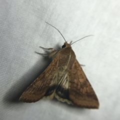 Helicoverpa armigera at Garran, ACT - 20 Feb 2022 09:35 PM