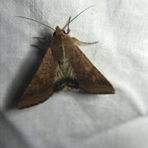 Helicoverpa armigera at Garran, ACT - 20 Feb 2022 09:35 PM