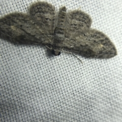 Chloroclystis insigillata at Garran, ACT - 20 Feb 2022