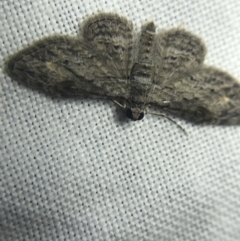 Chloroclystis insigillata at Garran, ACT - 20 Feb 2022