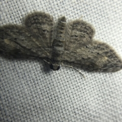 Chloroclystis insigillata at Garran, ACT - 20 Feb 2022