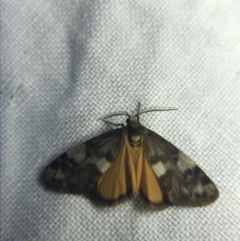 Anestia (genus) at Garran, ACT - 20 Feb 2022 09:33 PM