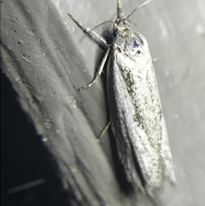 Oecophoridae (family) at Garran, ACT - 20 Feb 2022