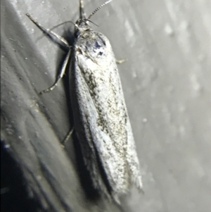 Oecophoridae (family) at Garran, ACT - 20 Feb 2022