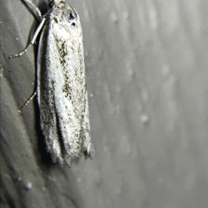 Oecophoridae (family) at Garran, ACT - 20 Feb 2022