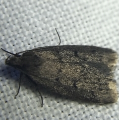 Oecophoridae provisional species 1 at Garran, ACT - 20 Feb 2022