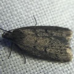 Oecophoridae provisional species 1 at Garran, ACT - 20 Feb 2022