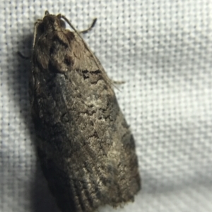 Cryptoptila australana at Garran, ACT - 20 Feb 2022