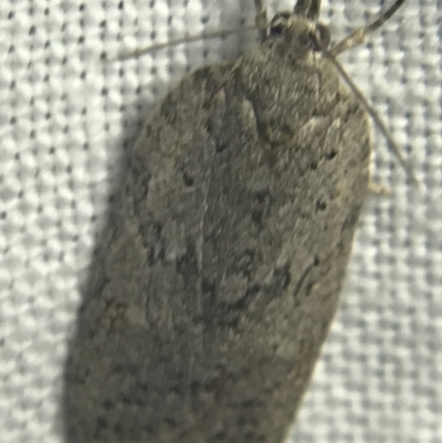 Tortricinae (subfamily) (A tortrix moth) at Garran, ACT - 20 Feb 2022 by Tapirlord