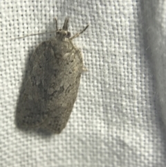 Tortricinae (subfamily) at Garran, ACT - 20 Feb 2022