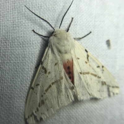 Ardices canescens (Dark-spotted Tiger Moth) at Garran, ACT - 20 Feb 2022 by Tapirlord