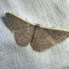 Idaea inversata (Purple Wave) at Garran, ACT - 20 Feb 2022 by Tapirlord